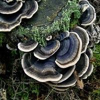 Turkey Tail Trametes versicolor 100 Dowels